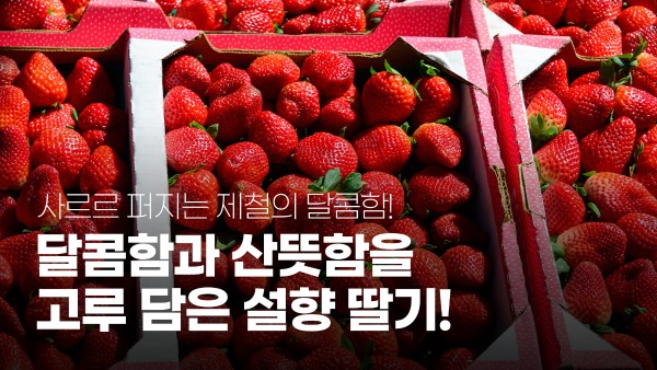 설향딸기 500gx4팩